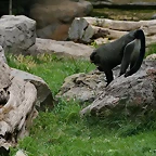 Zoo de Barcelona 14-04-11 164