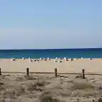 15, gaviotas en la playa, marca