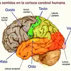 sentidos - corteza cerebral