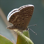 Hemiargus ramon (1-10-23 Zoo de Quito, det yo)