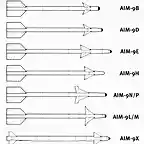 AIM-9 SIDEWINDER Family
