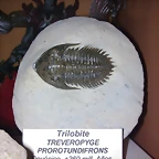 F Tri Treveropyge 360M Devonico