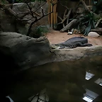Zoo de Barcelona 27-03-11 666