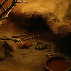 Zoo de Barcelona 27-03-11 680