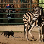 Zoo de Barcelona 04-12-2010 384