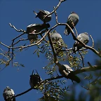 Zoo de Barcelona 04-12-2010 388