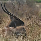 Kruger National Park 28-31 mayo 2009 1070