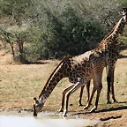 Kruger National Park 28-31 mayo 2009 1143
