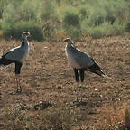 Kruger National Park 28-31 mayo 2009 944