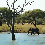 Kruger National Park 28-31 mayo 2009 1182
