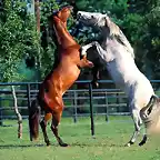 Caballos-Andaluces-Bailando