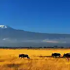The-Plains-Near-Kilimanjaro-1