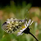 Summertime-Butterfly-1