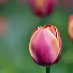 Tulip-Love-1