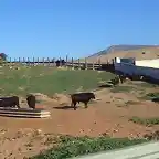 toros