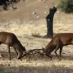 03, peleando en la berrea, marca