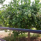 SAN ISIDRO
