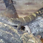 Varanus rudicollis (16-6-13 Terarium Praha, Dube&#269;)
