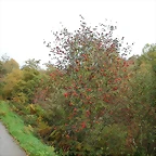 DSCN5909