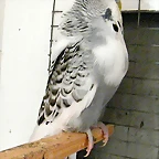 piocontinental