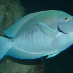 Acanthurus chirurgus 2