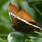 Siproeta epaphus 2 (1-10-23 Zoo de Quito)