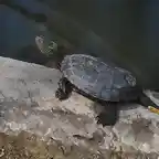 TORTUGA