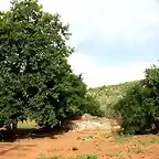 huerta en la rambla