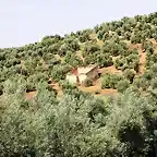 cortijo de conejo