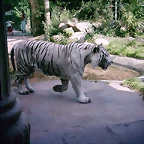 PIC03474