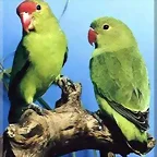 Agapornis taranta