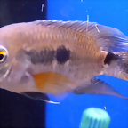 Cichlasoma amazonarum