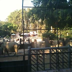 Zoo de Barcelona i Diada 11-09-10 032