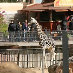 Zoo de Barcelona 28-11-2010 614