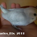 3 pollo  20-9-2011
