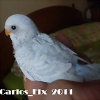 5 pollo  20-9-2011