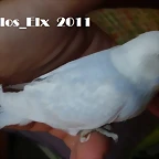 2 pollo  20-9-2011