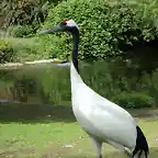 Grulla de Manchuria (Grus japonensis)