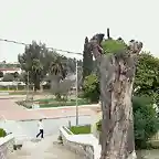 Arbol muerto y dando vida