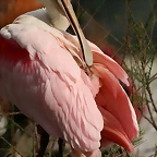 Zoo de Barcelona 19-03-11 372