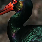 Zoo de Barcelona 19-03-11 525