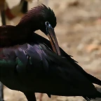 Zoo de Barcelona 19-03-11 551
