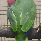 Amazona viridigenalis