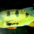 Cichla ocellaris