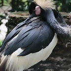 Zoo de Barcelona 04-08-2010 119