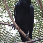 Corvus corax 2 (22-9-18 Zie-zoo)