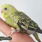 FB_IMG_1539428598997