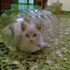 Atrapado por la botella Coby