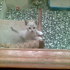 Coby