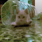 Atrapado por la botella Coby